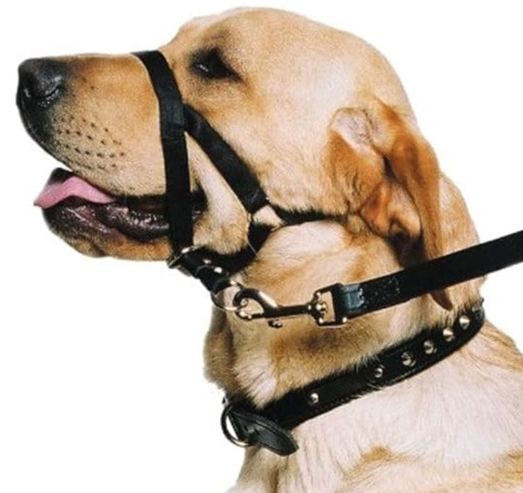 Head halter