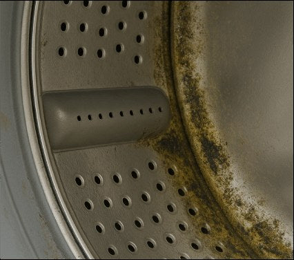 Mold & Mildew before