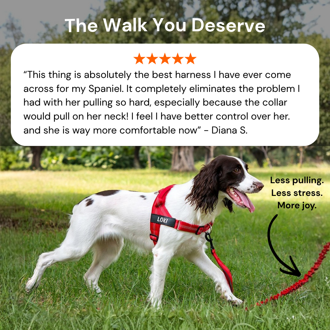 Maneele no-pull dog harness on a dog