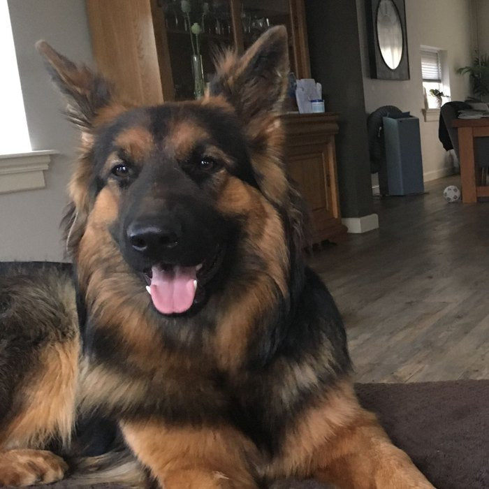 German Shepherd at home