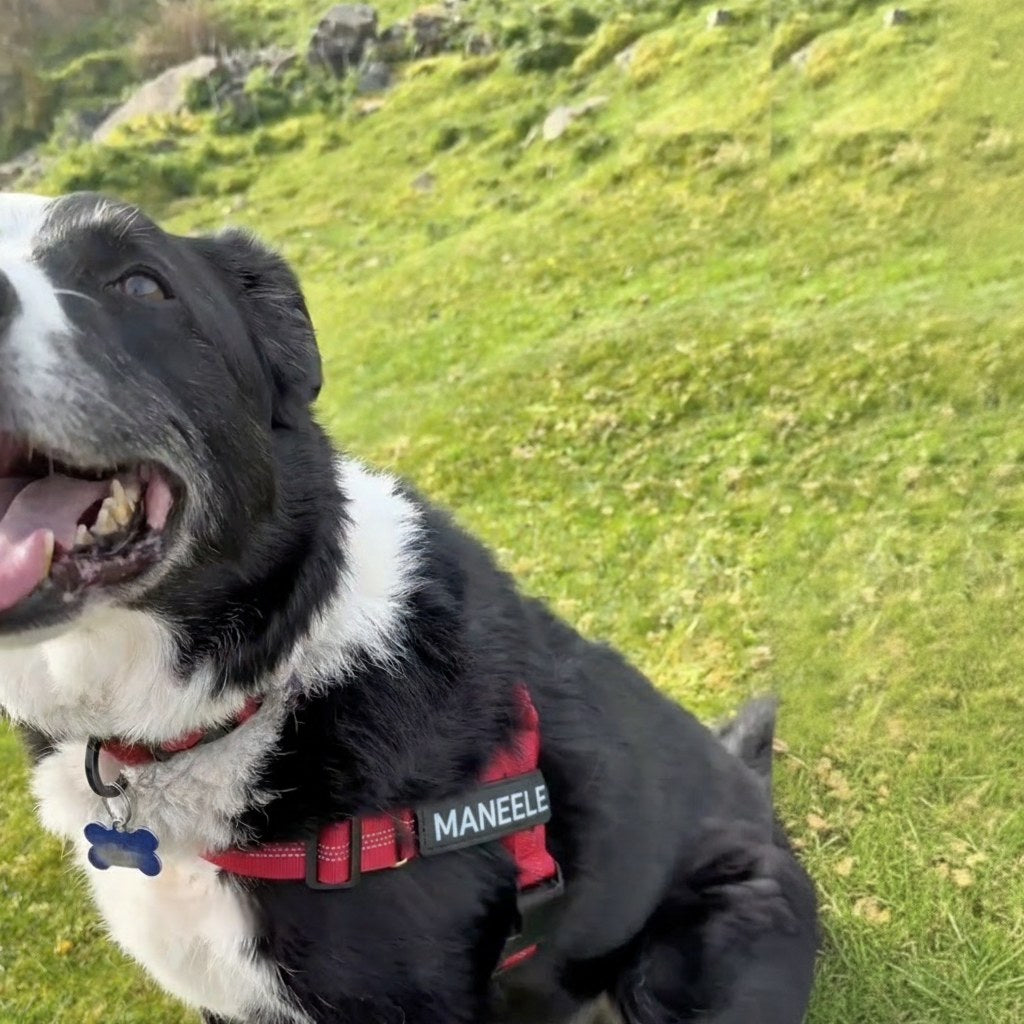 Collie wearing the Maneele harness