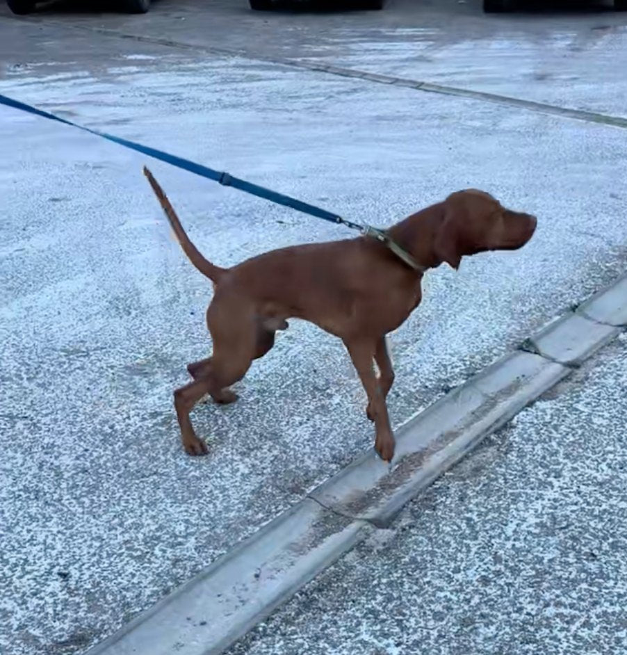 Vizsla walking on a loose lead