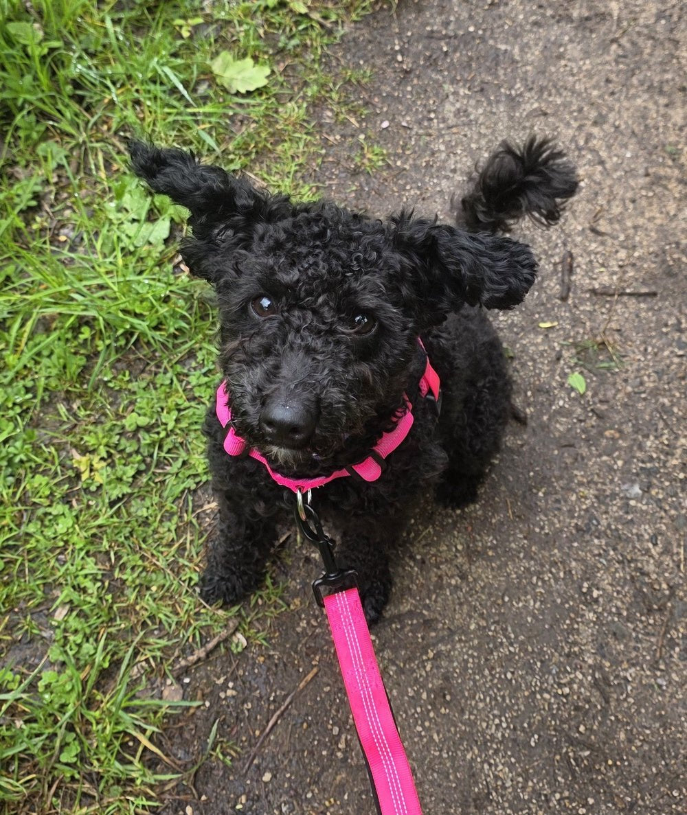 Maltipoo on a walk wearing the harness
